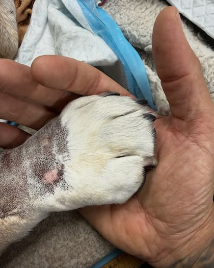 El piloto de carreras quedó sorprendido por el amor que trajo a miles de personas su perro