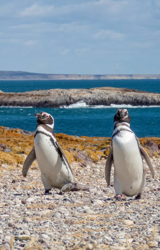 El pingüino de Magallanes es una de las aves marinas más abundantes que se reproduce en nuestro país