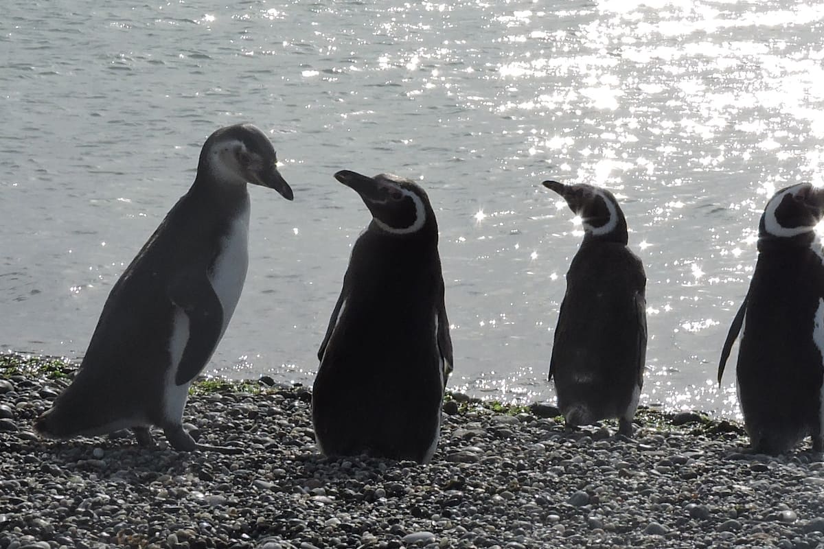 El Pingüino de Magallanes y el Macá Tobiano tienen su hábitat en riesgo pero aún sobreviven gracias a un intenso trabajo de campo y campañas de concientización