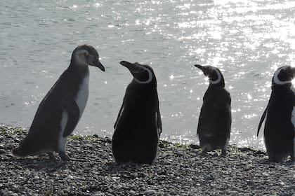 El Pingüino de Magallanes y el Macá Tobiano tienen su hábitat en riesgo pero aún sobreviven gracias a un intenso trabajo de campo y campañas de concientización