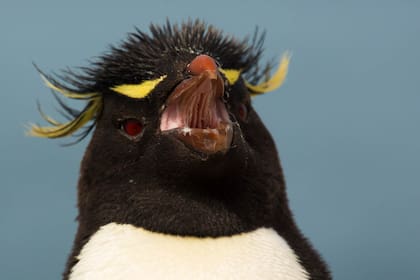 El pingüino de penacho amarillo