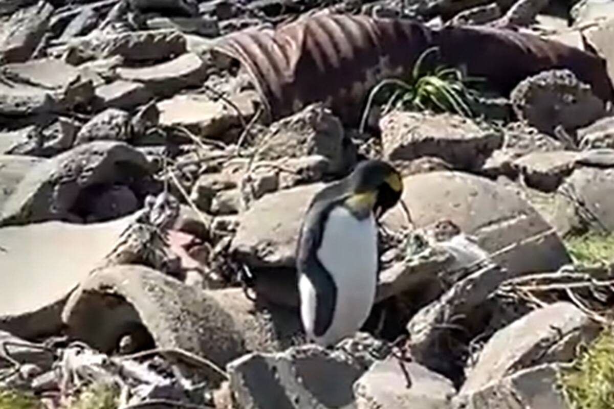 El pingüino fue rescatado en la costa de Vicente López