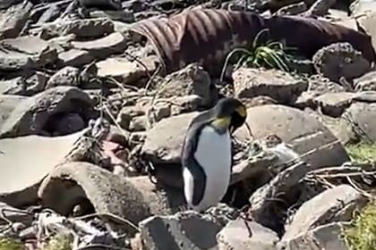 El pingüino fue rescatado en la costa de Vicente López