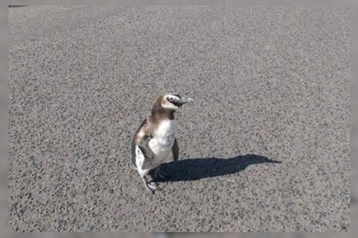 El pingüino recorrió las calles de Miramar hasta que la policía lo acercó a la orilla.