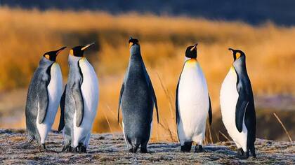 El pingüino rey es la segunda especie de pingüino más grande del mundo, después del emperador. Llega a medir cerca de 95 cm de altura y a pesar hasta 16 kg