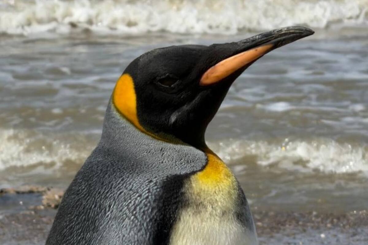 El pingüino rey hallado en Vicente López fue liberado