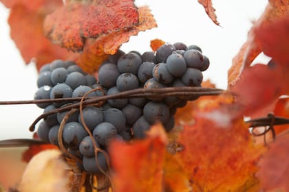 El pinot noir se da muy bien en la Patagonia.
