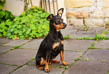El Pinscher mini es muy activo pero a la vez disfruta de la comodidad del hogar