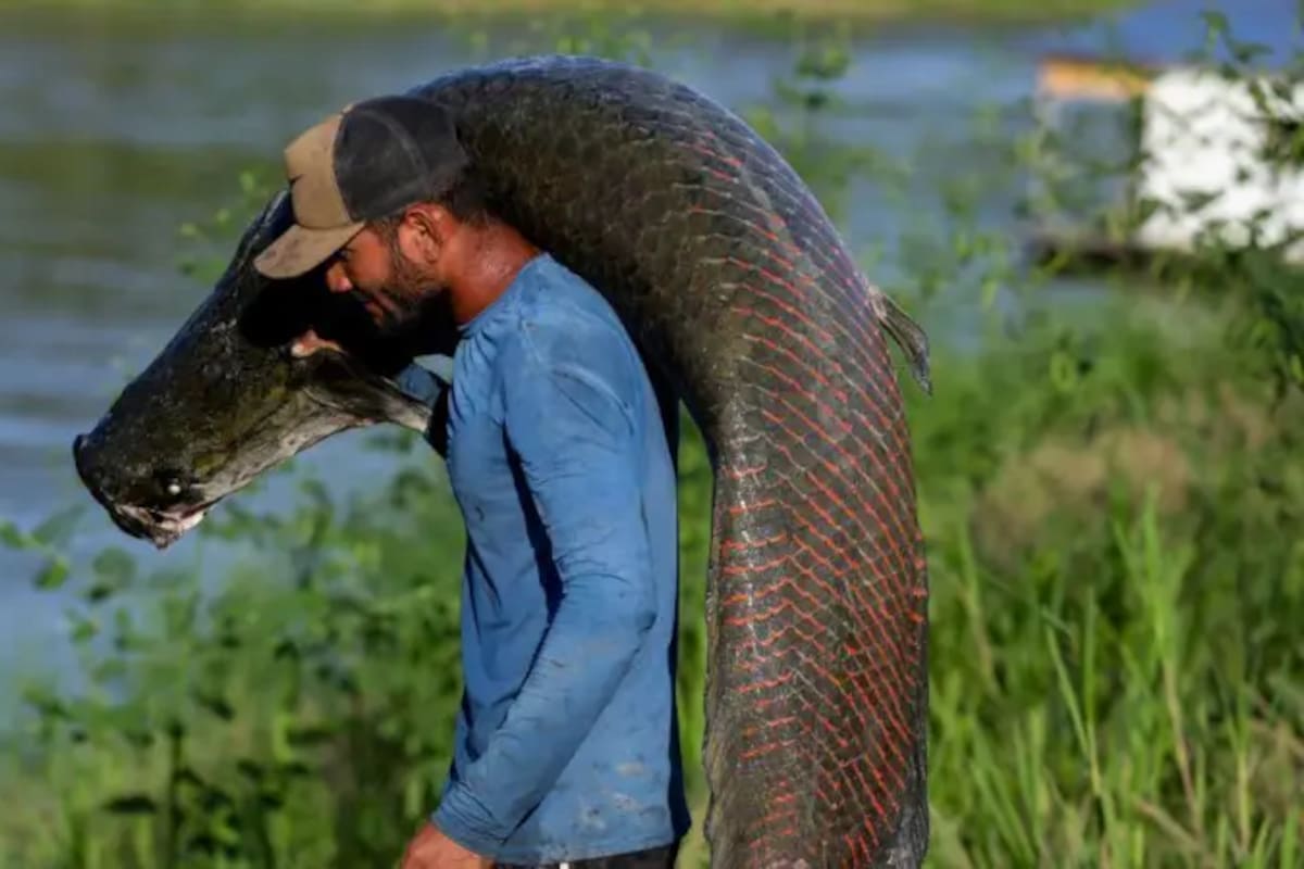 El pirarucu, una de las especies de peces de agua dulce más grandes del mundo, puede alcanzar más de dos metros de longitud y pesar más de 200 kg