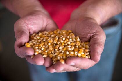 El pisingallo. Sus retenciones bajaron de $4 a 3 por dólar