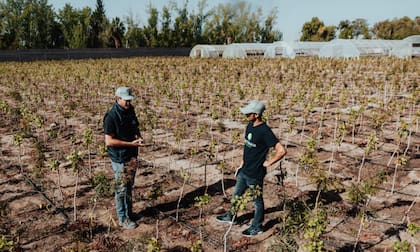 El pistacho empieza a dar frutos a partir del cuarto al quinto año, dependiendo de los cuidados y el tipo de plantación