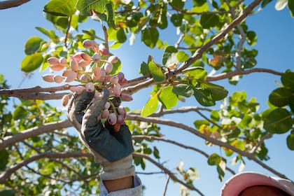 El pistacho permite pensar el jardín como paisaje y, al mismo tiempo, como fuente de alimento