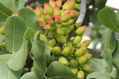 El pistacho proviene de la Pistacia vera, un árbol pequeño del género Pistacia, originario de las regiones montañosas de Siria, Turquía, Irán y Afganistán occidental, que produce este fruto poderoso