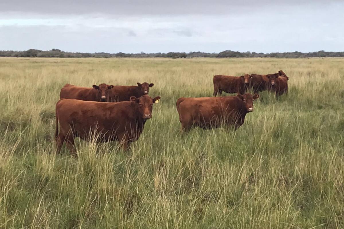 El plan ganadero necesita de previsibilidad en el corto, mediano y largo plazo en procesos que requieren horizontes de 4 a 10 años
