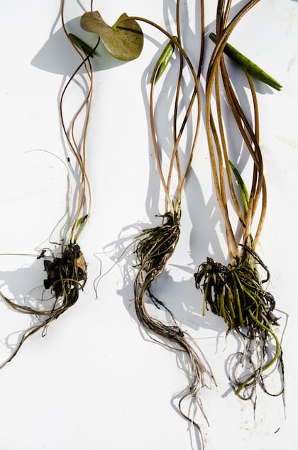 El plantado del nenúfar se realiza según su tipo de rizoma. En la mayoría de las variedades perennes, el crecimiento es horizontal, por eso se colocan en un borde del canasto, con el ápice apuntando hacia el centro. En los nenúfares tropicales, el crecimiento es más vertical, por lo que se planta en el centro del contenedor (pueden utilizarse canastos redondos de unos 20 cm de diámetro).