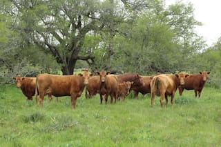 Advierten descuentos en el precio de la hacienda cuyos campos no están en una plataforma para exportar