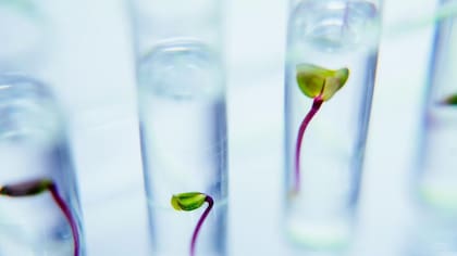 El plasma es una materia de la naturaleza que se genera de los rayos y en nuevas investigaciones es aplicada en plantas