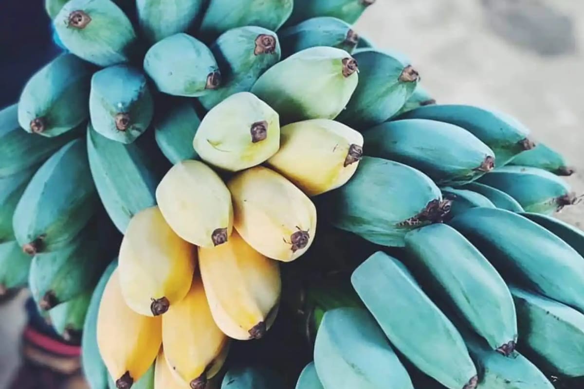 El plátano azul que aporta un sinfín de beneficios nutricionales