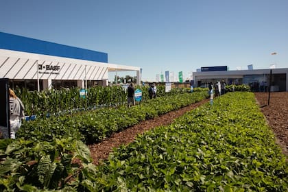 El plot de Basf en la muestra