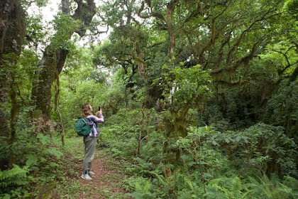 El PN Calilegua es uno de los que tiene mayor biodiversidad de nuestro país.
