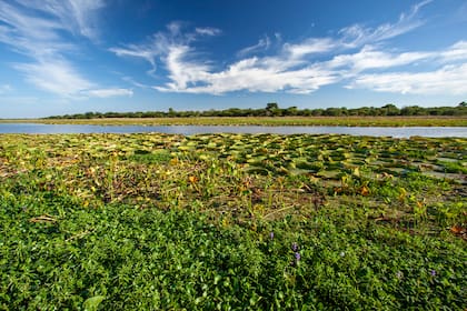 El PN Pre-Delta consta de 2608 hectáreas de naturaleza prácticamente virgen.
