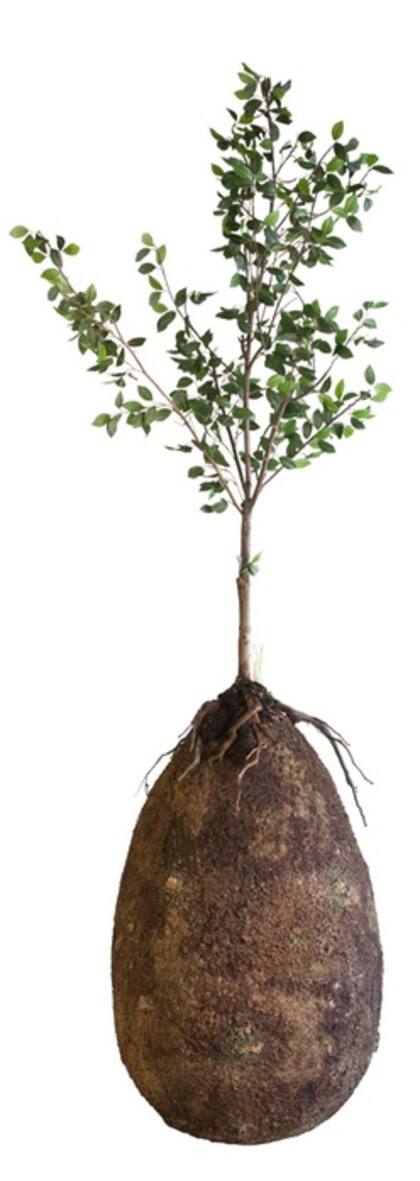 El "pod" de Capsula Mundi