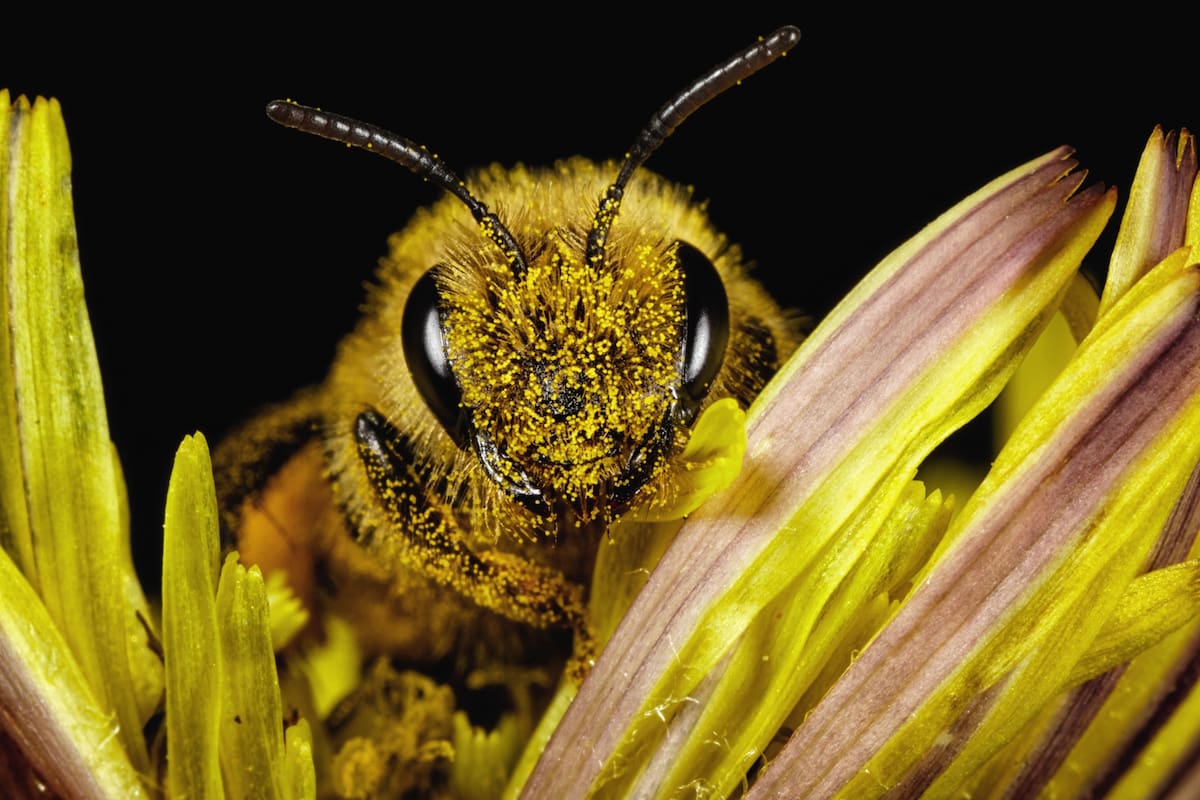 El polen de abeja se consume cada vez más debido a su alto contenido nutricional y a sus propiedades medicinales