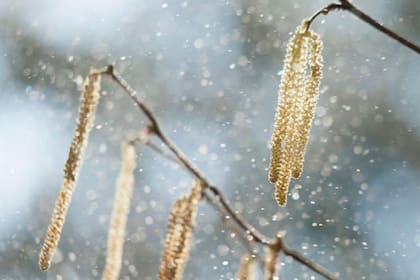 El polen es una parte esencial y constante en nuestro mundo.