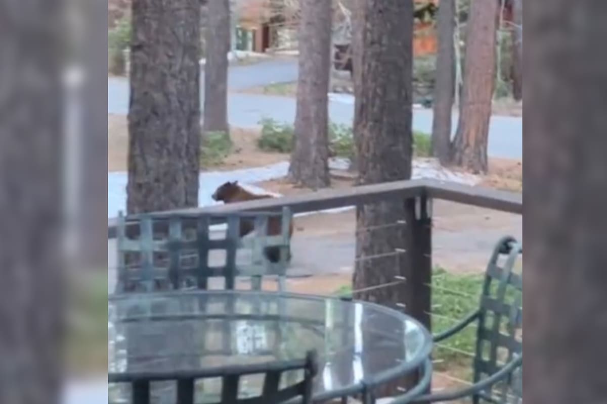 El policía liberó al oso sin provocarle heridas; el animal escapó entre los árboles una vez que logró salir del vehículo