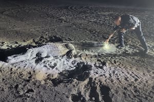 El policía se acercó al caimán para acorralarlo, pero descubrió que solo se trataba de una escultura