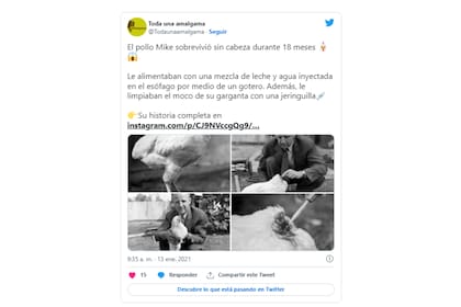 El pollo Mike sobrevivió sin cabeza durante 18 meses