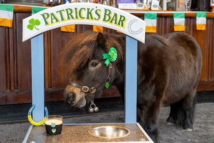El Pony Patrick en el pub donde escucha los problemas de los vecinos