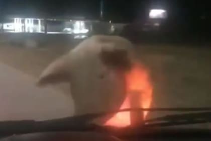 El porcino se puso en dos patas y se subió al auto de una mujer que esperaba en el semáforo. Luego hizo lo mismo con una camioneta de la policía bonaerense
