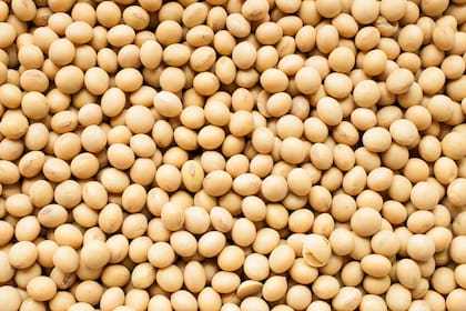 El poroto de soja “crudo” y sojilla (soja partida) se puede usar hasta al 0.3% del peso vivo (ej. un animal de 300 kg puede consumir hasta 900 gramos/cabeza/día) sin causar ningún problema
