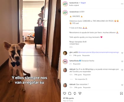 El posteo de Razas Únicas para ayudar a Lucky, el cachorro que requiere una operación urgente