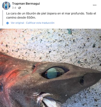 El posteo del hombre que encontró la especie extraña en Australia