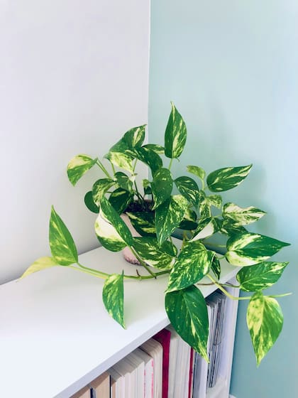 El Potos es una planta trepadora tropical famosa por purificar el aire y admirable por sus hojas en forma de corazón (Foto: de caráceter ilustrativo por unsplash)