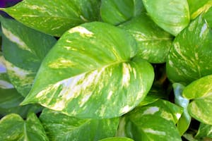 El potus es una de las plantas perfectas para inexpertos