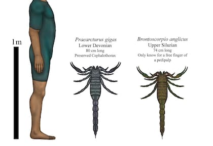 El Praearcturus gigas es el espécimen de escorpión más grande encontrado hasta ahora