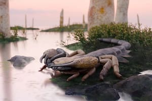 Descubrieron una nueva especie de escorpión gigante que vivió hace más de 415 millones de años