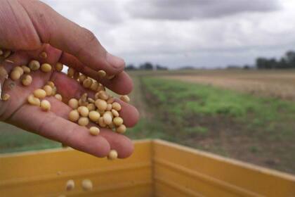 El precio de la soja retrocedió 14,3% en lo que va de octubre
