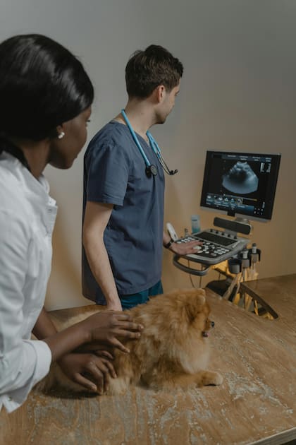 El precio de una consulta al veterinario en EE.UU. dependerá del procedimiento que se le haga a la mascota