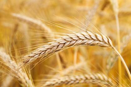 El precio del grano fino retrocedió un 2,3%, en tanto que el maíz bajó un 1,3% y la soja un 0,5%