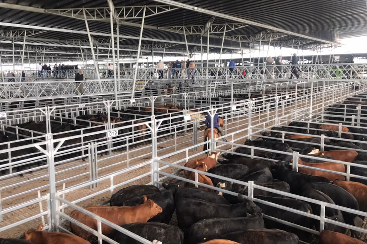 El precio máximo del día fue $356 por kilo y se pagó por vaquillonas con 294 kilos de promedio
