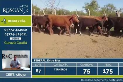 El precio promedio obtenido por los terneros, de $157,79 por kilo, implicó un alza del 10% respecto de remate de octubre