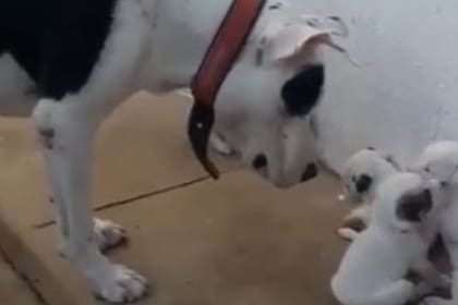 El preciso momento en que una madre perruna reta a sus cachorros y se volvió viral