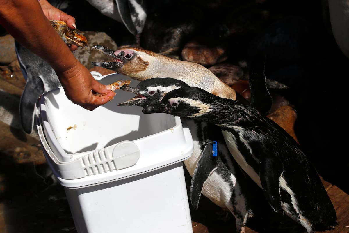El predio aún alberga unos 60 pingüinos