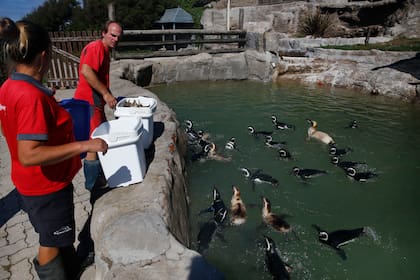 El predio aún conserva algunos de sus empleados, quienes alimentan diariamente a los pingüinos