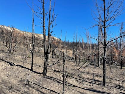 El predio que la Fundación Raulí transformó en la Estación Experimental Epuyén