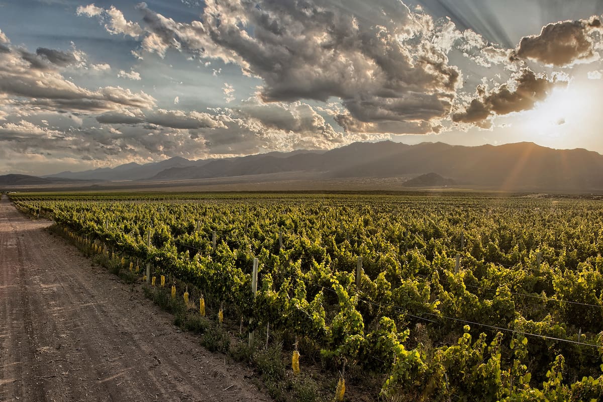 El premio fue otorgado por Wine Enthusiast, una de las revistas más influyentes del mundo